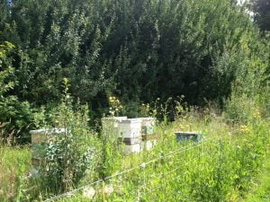 Bee hives at the farm act as pollinators