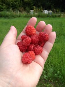 Delicious taste of Food Security - raspberries!